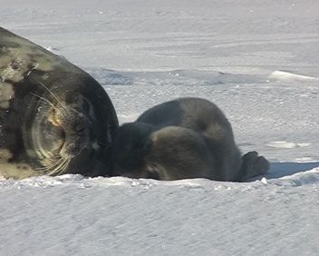 baby Weddell seal
