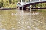 greylags_bridge_2.jpg